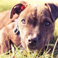 Bitten by a dog? Get the facts on dog bites.