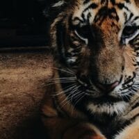 Intern killed in lion attack in California.. Intern killed in lion attack in California..